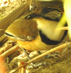 Pterorhinus pectoralis