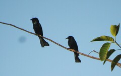 Dicrurus hottentottus