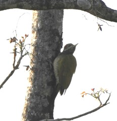 Picus chlorolophus