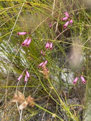 Erica cristata