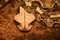 Bitis rhinoceros