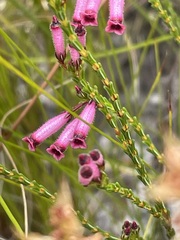 Erica cristata