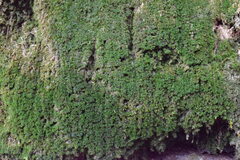 Eucladium verticillatum