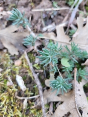 Petrosedum amplexicaule
