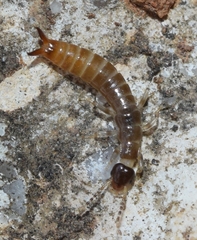 Euborellia annulipes