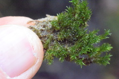 Eucladium verticillatum