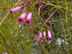 Erica cristata