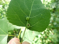 Harmandiola tremulae