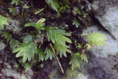 Fissidens dubius