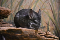 Chinchilla