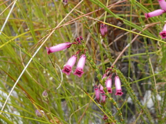 Erica cristata