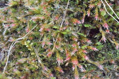 Orthothecium rufescens