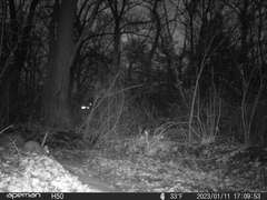 Sciurus carolinensis