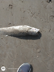 Urophycis brasiliensis