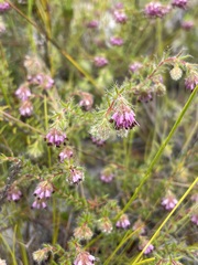 Erica barbigeroides