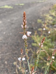 Asphodelus fistulosus