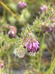 Erica barbigeroides