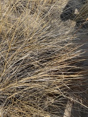 Ammophila breviligulata