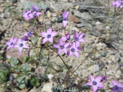 Gilia cana