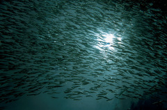 Atherinomorus lacunosus