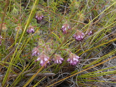 Erica barbigeroides