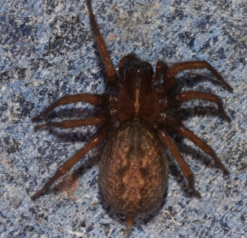 Lycosoides coarctata