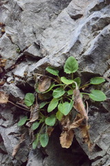 Campanula elatinoides