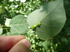 Harmandiola tremulae