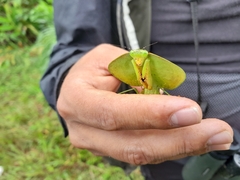 Choeradodis rhombicollis