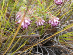 Erica barbigeroides