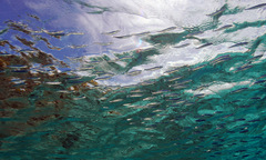 Atherinomorus lacunosus