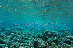 Atherinomorus lacunosus