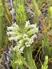 Erica thomae thomae