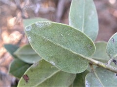 Arctostaphylos tomentosa hebeclada