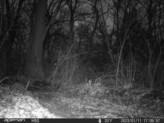 Sciurus carolinensis