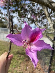 Bauhinia variegata