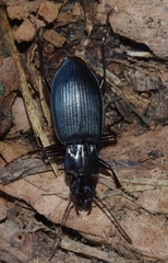 Laemostenus complanatus