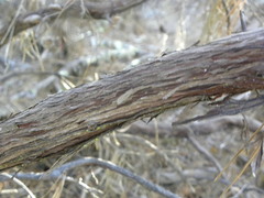 Arctostaphylos tomentosa hebeclada