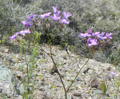 Gilia cana