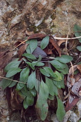 Centaurea rhaetica