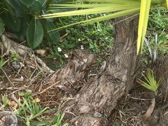 Anolis sagrei