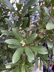 Myrsine seguinii