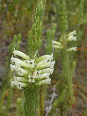 Erica thomae thomae