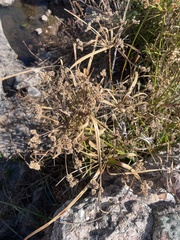 Cyperus entrerianus