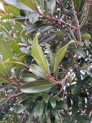 Myrsine seguinii