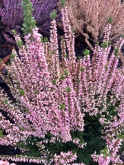 Calluna