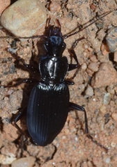 Laemostenus complanatus