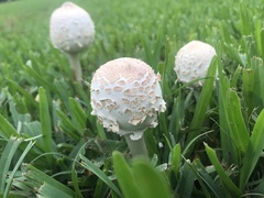 Chlorophyllum molybdites image