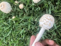 Chlorophyllum molybdites image