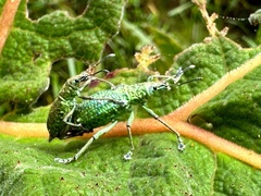 Compsus viridivittatus